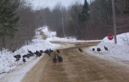 Wild Turkeys in the Road